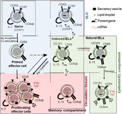 Intestinal Barrier Interactions with Specialized CD8 T Cells